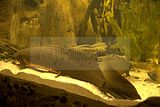 leipzig zoo-01_07_2011_gondwanaland_029